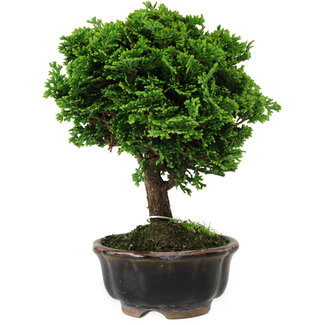 Chamaecyparis obtusa, 14 cm, ± 10 anni