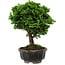 Chamaecyparis obtusa, 14 cm, ± 10 anni