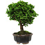 Chamaecyparis obtusa, 14 cm, ± 10 years old