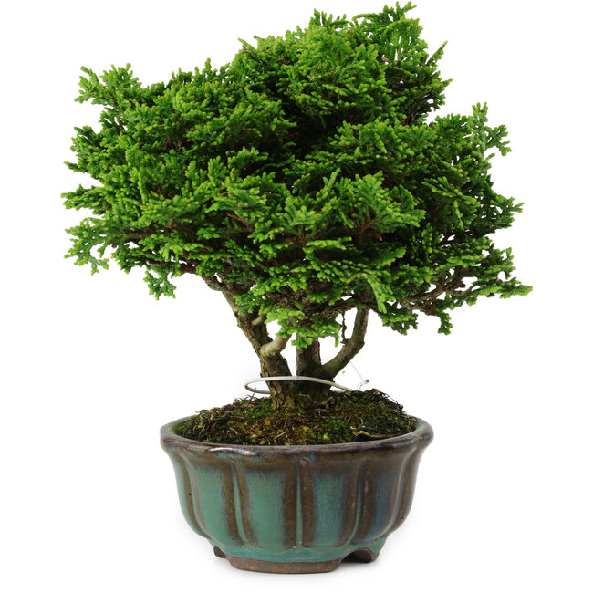 Chamaecyparis obtusa, 14 cm, ± 10 ans