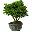 Chamaecyparis obtusa, 14 cm, ± 10 years old