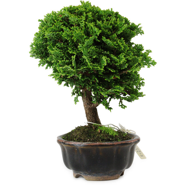 Chamaecyparis obtusa, 14 cm, ± 10 years old