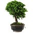 Chamaecyparis obtusa, 14 cm, ± 10 anni