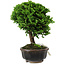 Chamaecyparis obtusa, 14 cm, ± 10 ans