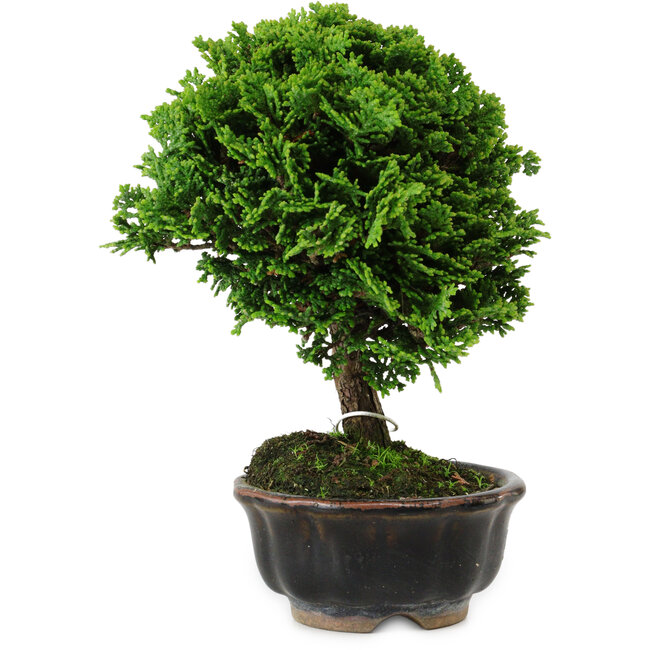 Chamaecyparis obtusa, 14 cm, ± 10 ans