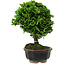 Chamaecyparis obtusa, 14 cm, ± 10 years old