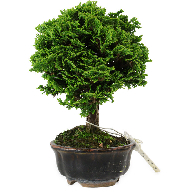 Chamaecyparis obtusa, 14 cm, ± 10 ans