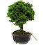 Chamaecyparis obtusa, 14 cm, ± 10 years old