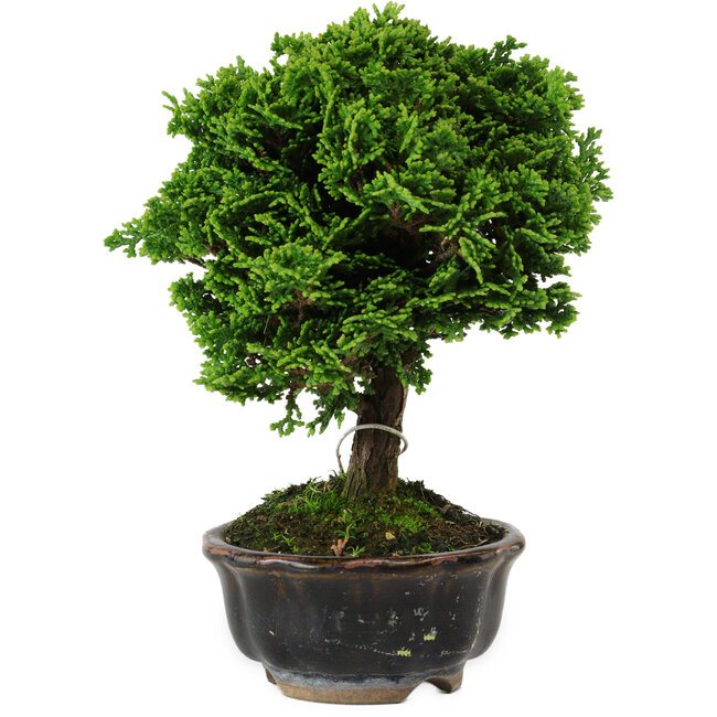 Chamaecyparis obtusa, 14 cm, ± 10 anni