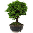 Chamaecyparis obtusa, 14 cm, ± 10 years old