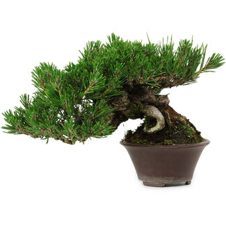  Yamaaki Pinus thunbergii, 14 cm, ± 25 years old
