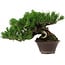 Pinus thunbergii, 14 cm, ca. 25 Jahre alt, mit einem Wurzelansatz von 8 cm