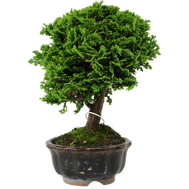 Chamaecyparis obtusa, 14 cm, ± 10 years old