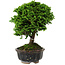 Chamaecyparis obtusa, 14 cm, ± 10 anni
