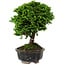 Chamaecyparis obtusa, 14 cm, ± 10 ans