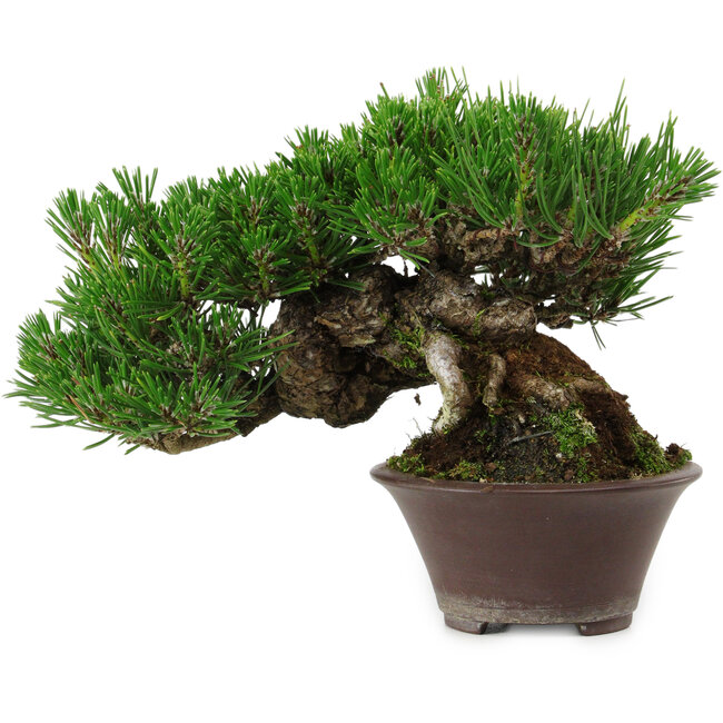 Pinus thunbergii, 14 cm, ca. 25 Jahre alt, mit einem Wurzelansatz von 8 cm
