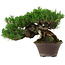 Pinus thunbergii, 14 cm, ± 25 years old, with a nebari of 8 cm