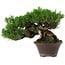 Pinus thunbergii, 14 cm, ca. 25 Jahre alt, mit einem Wurzelansatz von 8 cm
