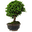 Chamaecyparis obtusa, 14 cm, ± 10 years old