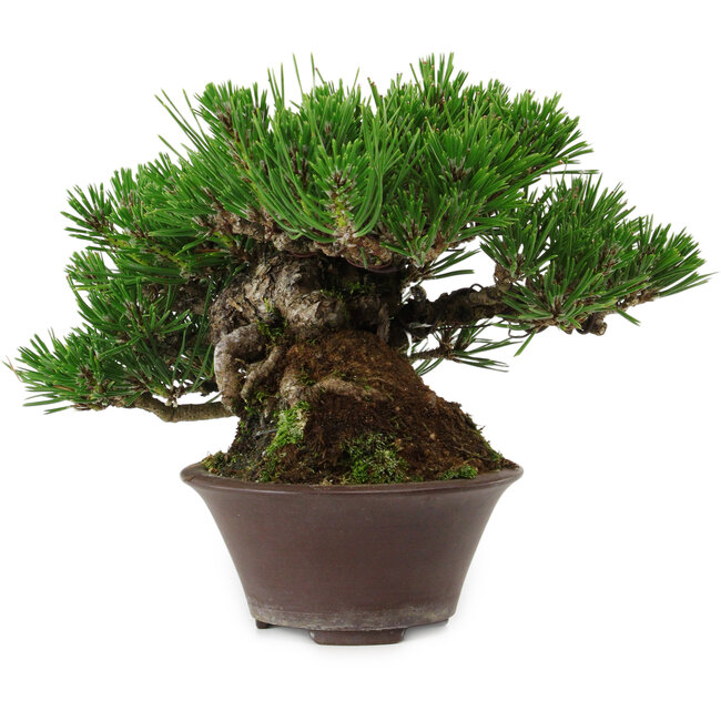 Pinus thunbergii, 14 cm, ± 25 ans, avec un nebari de 8 cm