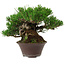 Pinus thunbergii, 14 cm, ± 25 years old, with a nebari of 8 cm