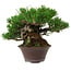 Pinus thunbergii, 14 cm, ca. 25 Jahre alt, mit einem Wurzelansatz von 8 cm