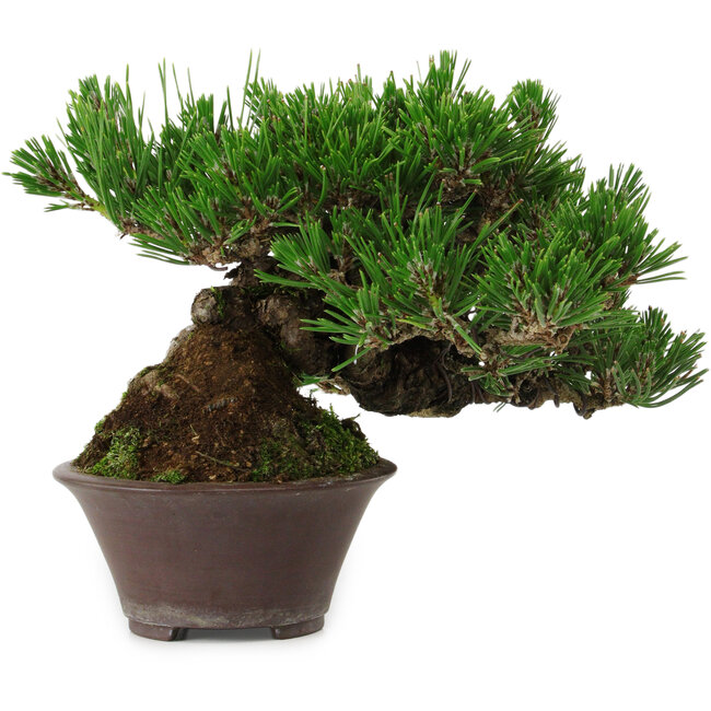 Pinus thunbergii, 14 cm, ± 25 anni, con nebari di 8 cm