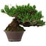 Pinus thunbergii, 14 cm, ca. 25 Jahre alt, mit einem Wurzelansatz von 8 cm