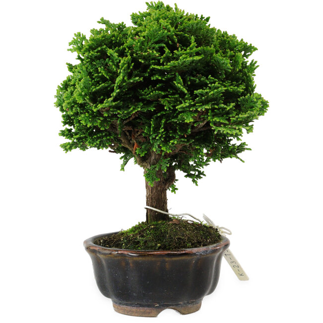 Chamaecyparis obtusa, 14 cm, ± 10 years old