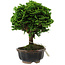 Chamaecyparis obtusa, 14 cm, ± 10 years old