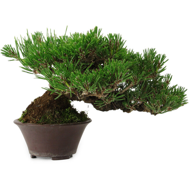 Pinus thunbergii, 14 cm, ± 25 years old, with a nebari of 8 cm