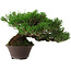 Pinus thunbergii, 14 cm, ± 25 years old, with a nebari of 8 cm