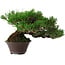 Pinus thunbergii, 14 cm, ca. 25 Jahre alt, mit einem Wurzelansatz von 8 cm