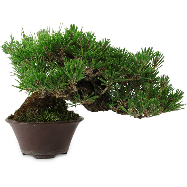 Pinus thunbergii, 14 cm, ± 25 years old, with a nebari of 8 cm