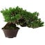 Pinus thunbergii, 14 cm, ca. 25 Jahre alt, mit einem Wurzelansatz von 8 cm