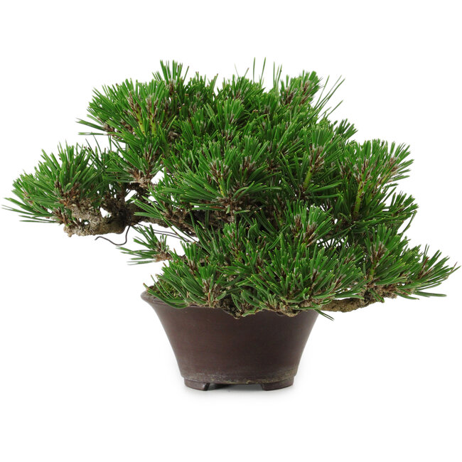 Pinus thunbergii, 14 cm, ± 25 years old, with a nebari of 8 cm