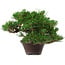 Pinus thunbergii, 14 cm, ca. 25 Jahre alt, mit einem Wurzelansatz von 8 cm