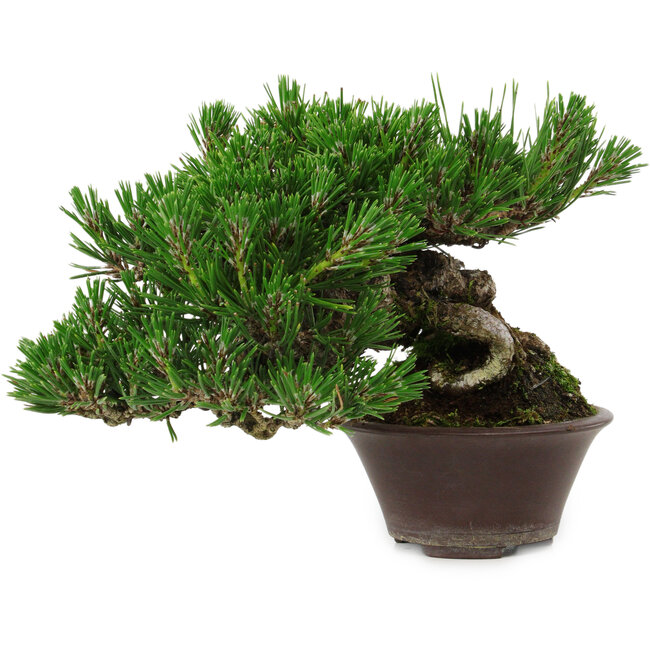 Pinus thunbergii, 14 cm, ± 25 ans, avec un nebari de 8 cm