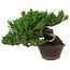 Pinus thunbergii, 14 cm, ca. 25 Jahre alt, mit einem Wurzelansatz von 8 cm