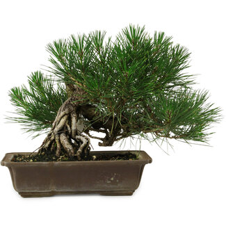 Pinus thunbergii, 22 cm, ± 12 years old