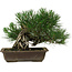 Pinus thunbergii, 22 cm, ± 12 years old