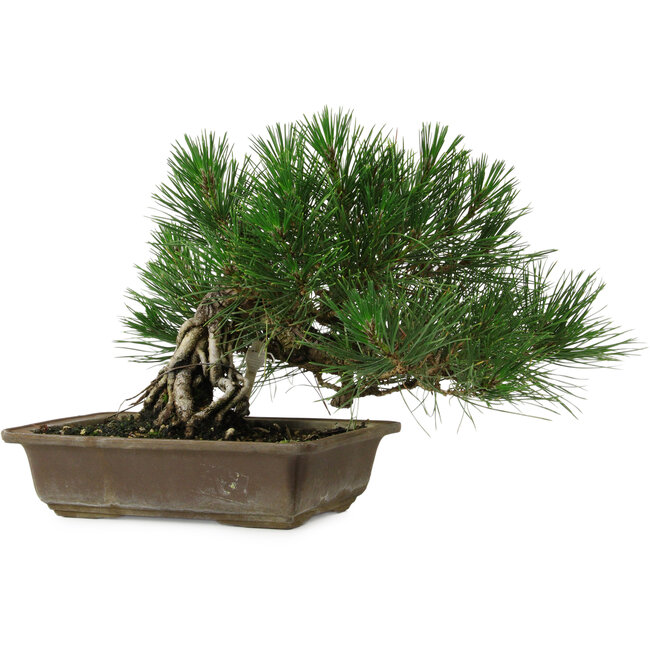 Pinus thunbergii, 22 cm, ± 12 ans