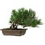 Pinus thunbergii, 22 cm, ± 12 ans