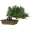Pinus thunbergii, 22 cm, ± 12 years old