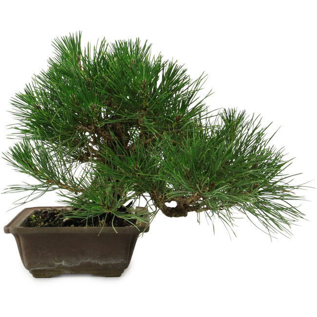 Pinus thunbergii, 22 cm, ± 12 years old