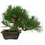 Pinus thunbergii, 22 cm, ± 12 years old