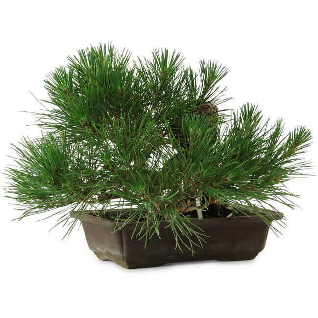 Pinus thunbergii, 22 cm, ± 12 years old