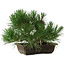 Pinus thunbergii, 22 cm, ± 12 years old