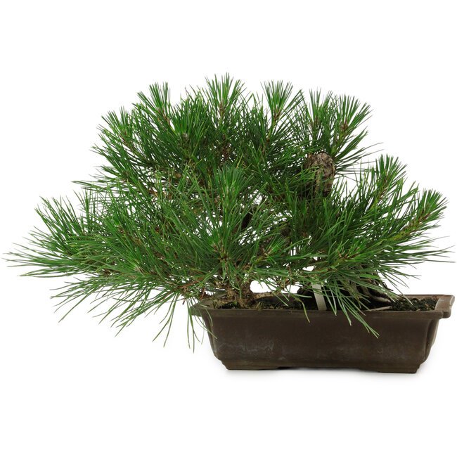 Pinus thunbergii, 22 cm, ± 12 años de edad