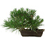 Pinus thunbergii, 22 cm, ± 12 anni